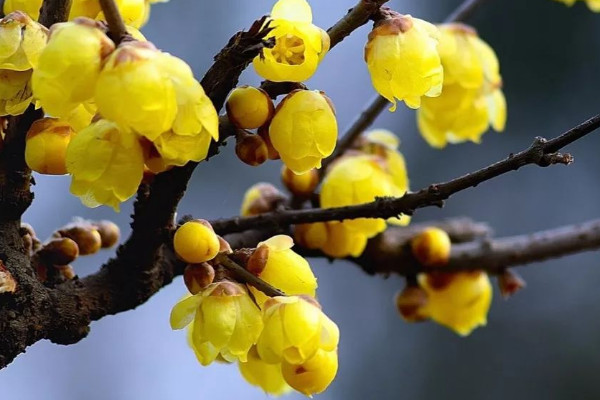 臘梅花什么時候開