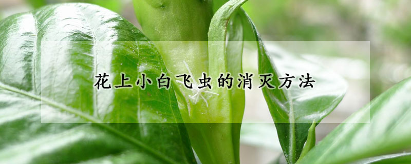 花上小白飛蟲(chóng)的消滅方法