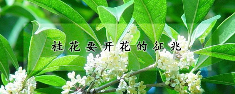 桂花要開(kāi)花的征兆