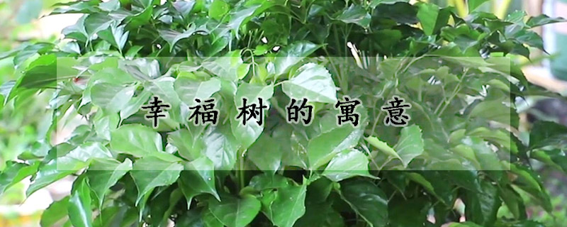 幸福樹(shù)的寓意