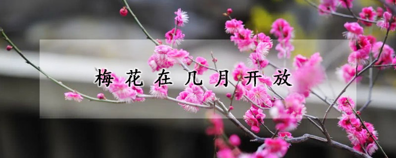 梅花在幾月開(kāi)放