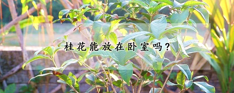 桂花能放在臥室嗎?