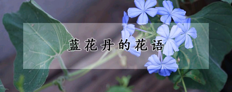 藍花丹的花語