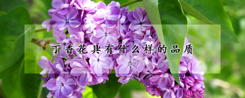 丁香花具有什么樣的品質