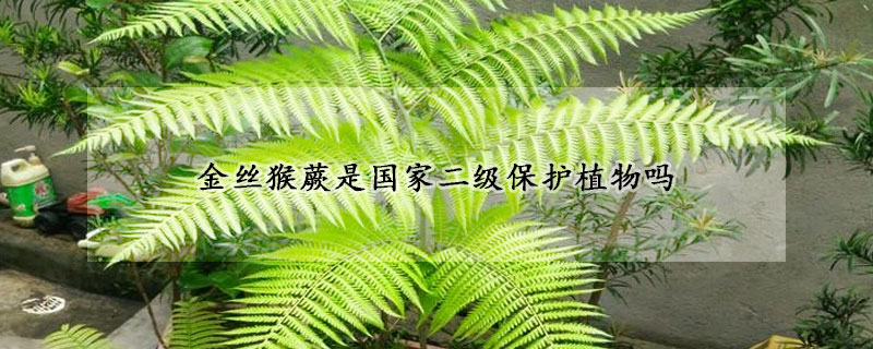 金絲猴蕨是國家二級保護植物嗎