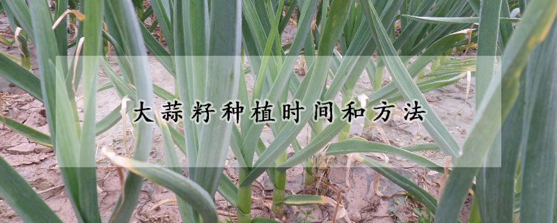 大蒜籽種植時(shí)間和方法