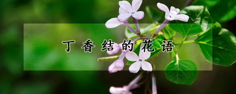 丁香結的花語