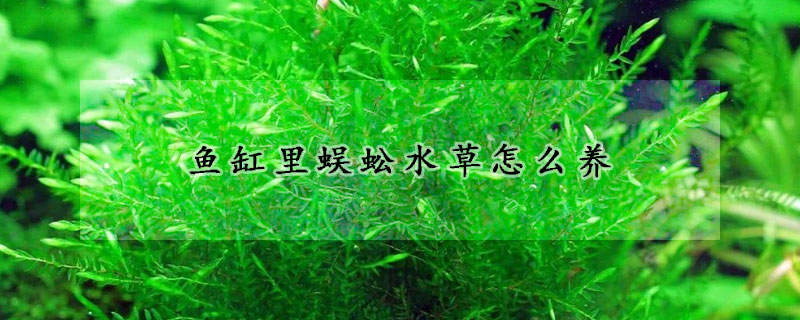 魚(yú)缸里蜈蚣水草怎么養(yǎng)