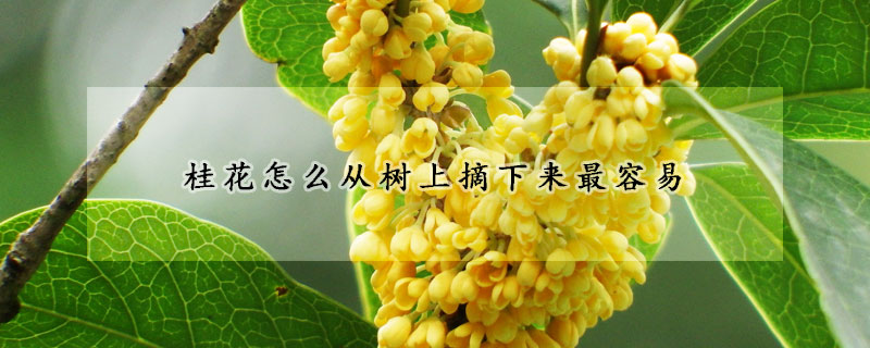 桂花怎么從樹(shù)上摘下來(lái)最容易