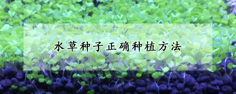 水草種子正確種植方法