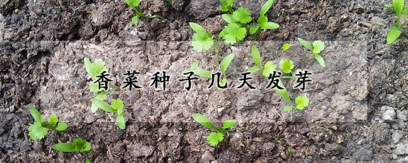 香菜種子幾天發芽