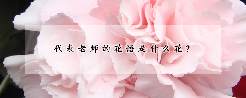 代表老師的花語是什么花?