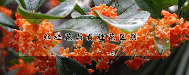 紅桂花與黃桂花區(qū)別