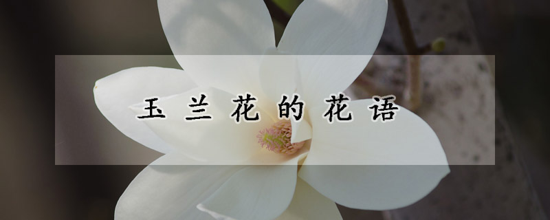 玉蘭花的花語(yǔ)