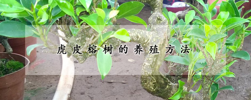 虎皮榕樹的養殖方法