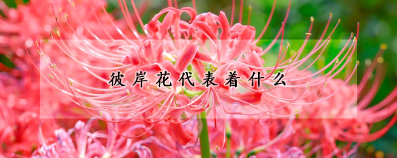 彼岸花代表著什么