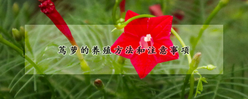 蔦蘿的養(yǎng)殖方法和注意事項(xiàng)