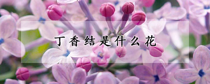 丁香結是什么花