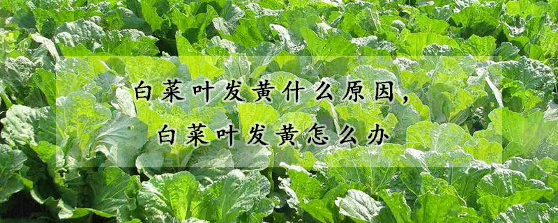 白菜葉發(fā)黃什么原因,白菜葉發(fā)黃怎么辦