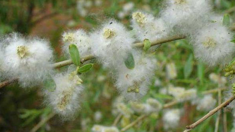 植物傳播種子的辦法