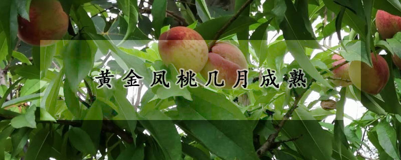 黃金鳳桃?guī)自鲁墒?></a></div>
                    </div>
                    <h3><a href=