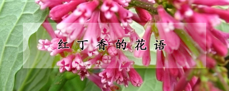 紅丁香的花語(yǔ)