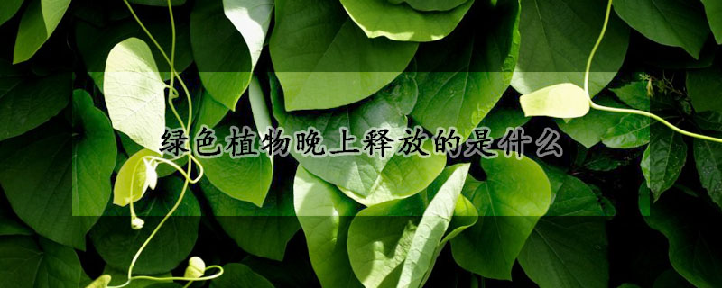 綠色植物晚上釋放的是什么