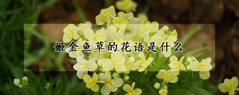 姬金魚(yú)草的花語(yǔ)是什么