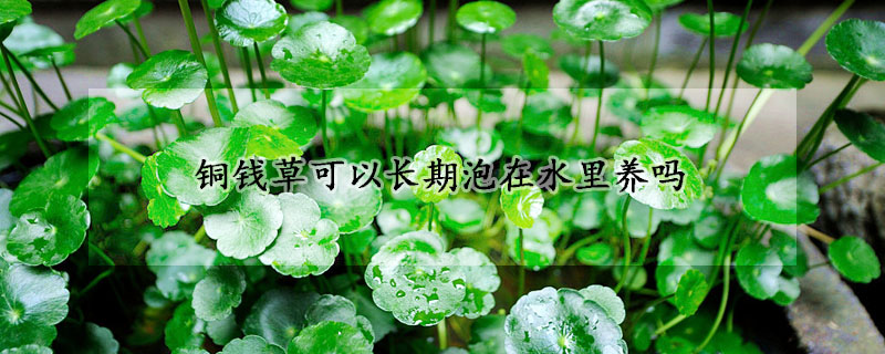 銅錢草可以長期泡在水里養(yǎng)嗎