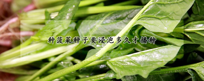 種菠菜種子要浸泡多久才播種