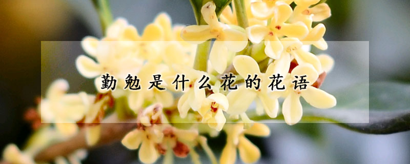 勤勉是什么花的花語