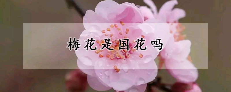 梅花是國(guó)花嗎