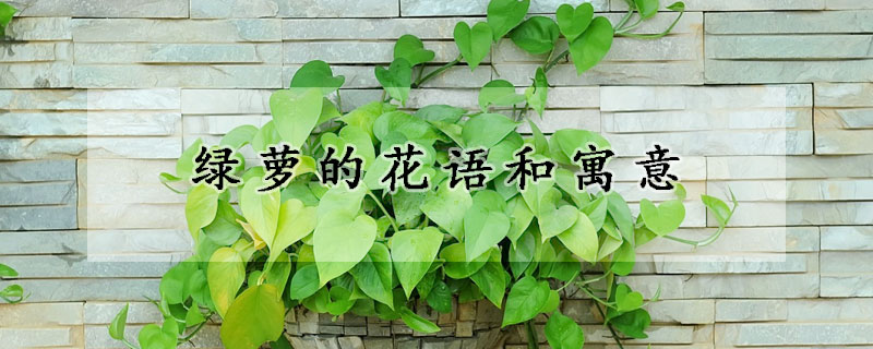 綠蘿的花語(yǔ)和寓意