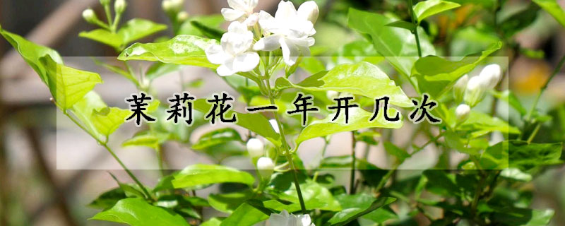 茉莉花一年開幾次