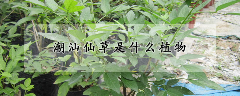 潮汕仙草是什么植物