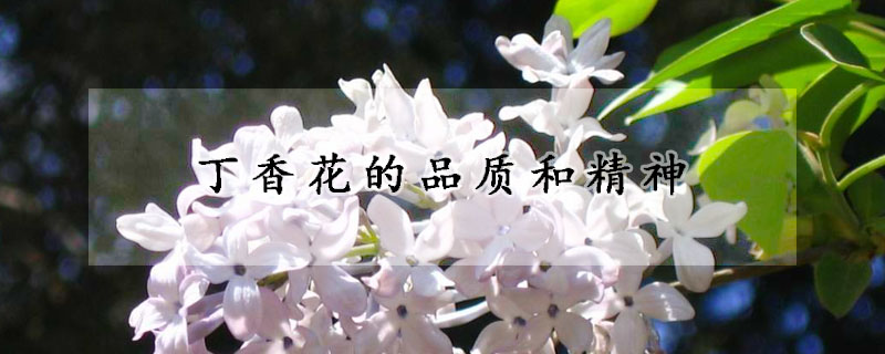 丁香花的品質(zhì)和精神