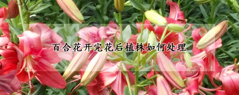 百合花開完花后植株如何處理