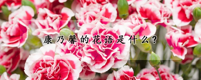 康乃馨的花語(yǔ)是什么?