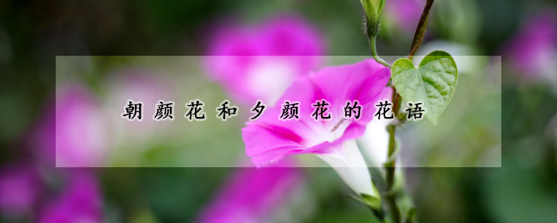 朝顏花和夕顏花的花語(yǔ)