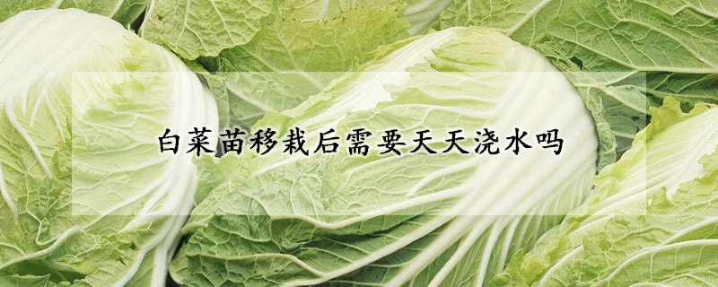 白菜苗移栽后需要天天澆水嗎