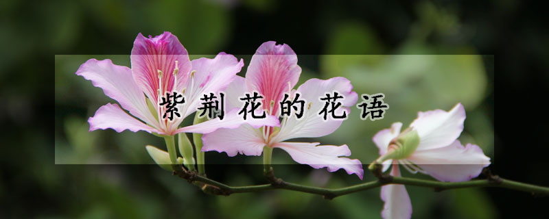 紫荊花的花語(yǔ)