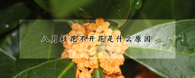 八月桂花不開(kāi)花是什么原因