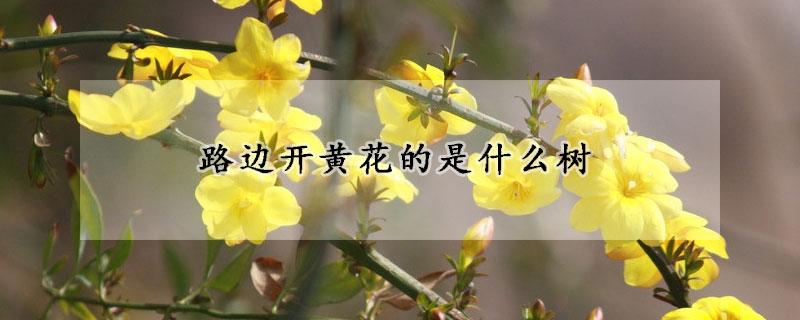 路邊開黃花的是什么樹