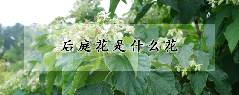 后庭花是什么花