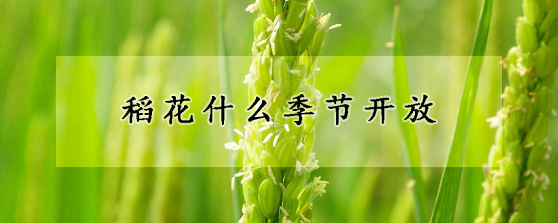 稻花什么季節(jié)開放