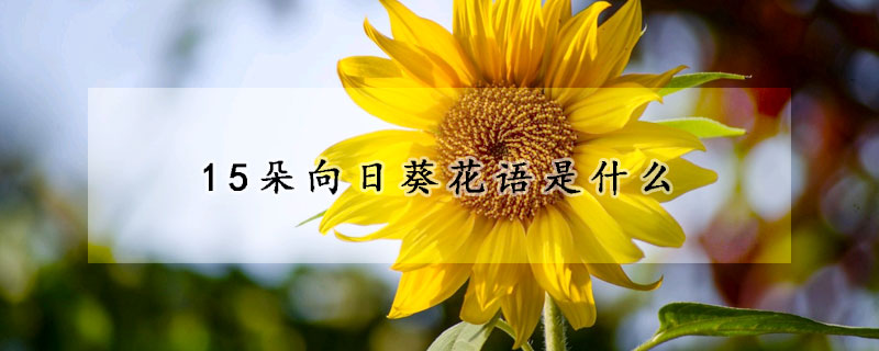 15朵向日葵花語(yǔ)是什么