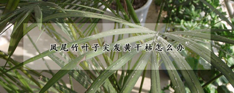 鳳尾竹葉子尖發(fā)黃干枯怎么辦