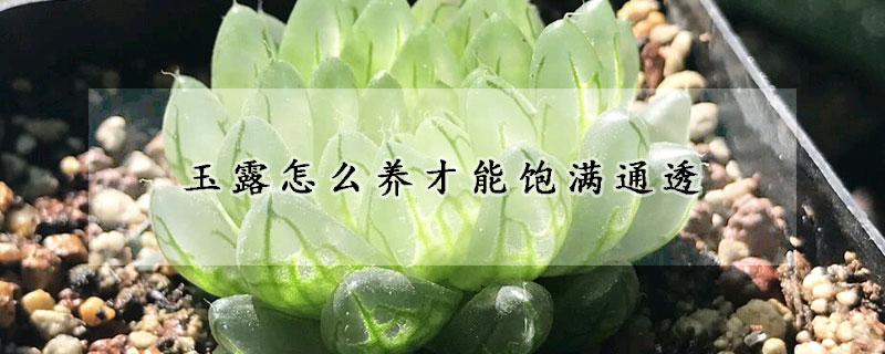 玉露怎么養(yǎng)才能飽滿通透