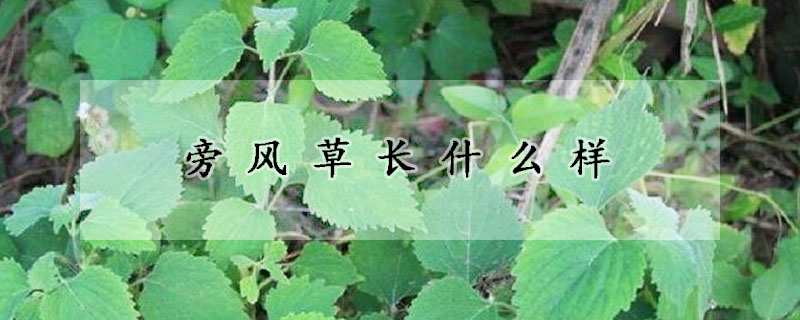 旁風(fēng)草長什么樣