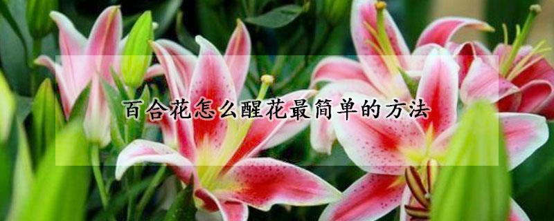 百合花怎么醒花最簡單的方法